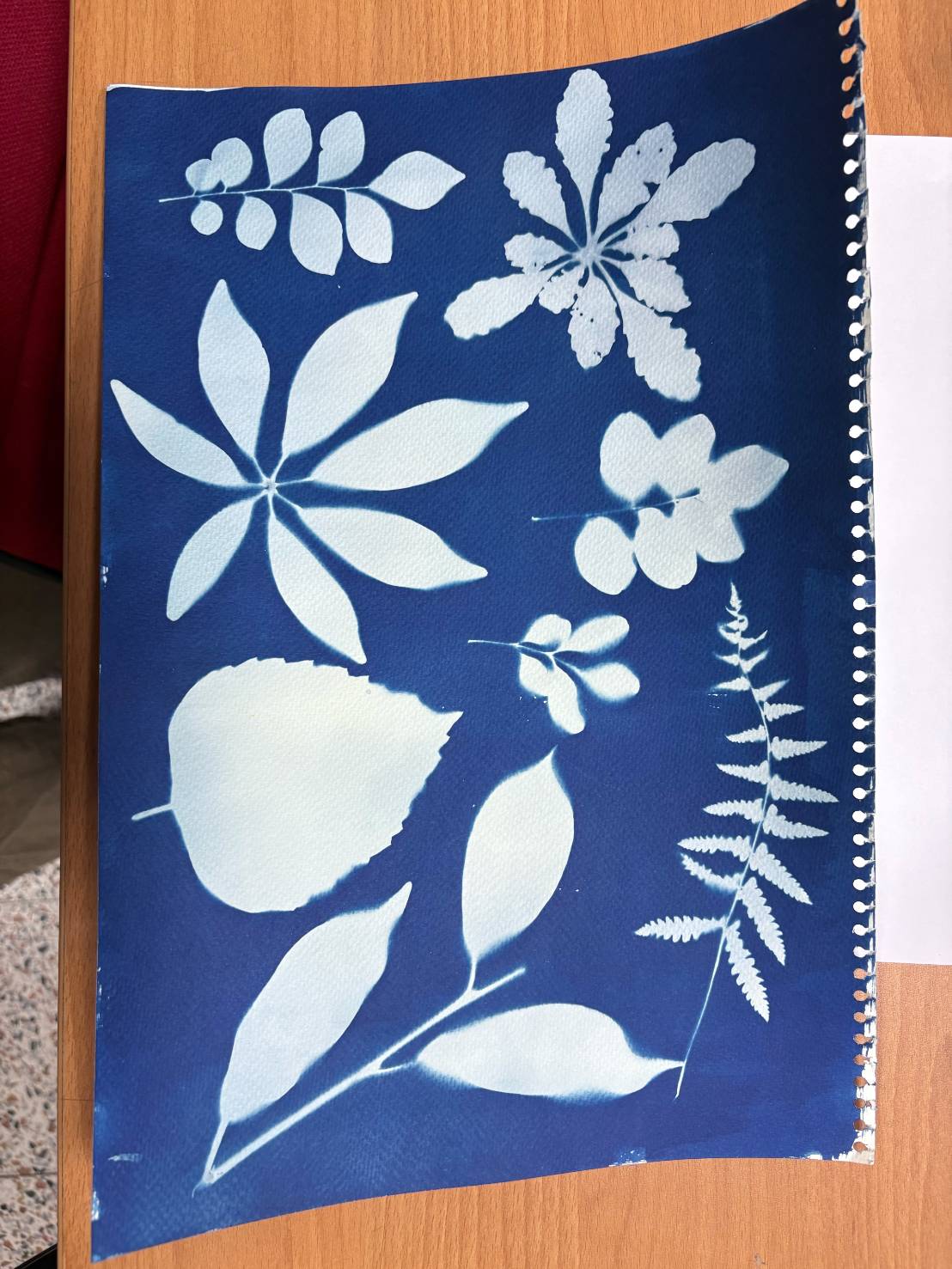 藍曬作品 1